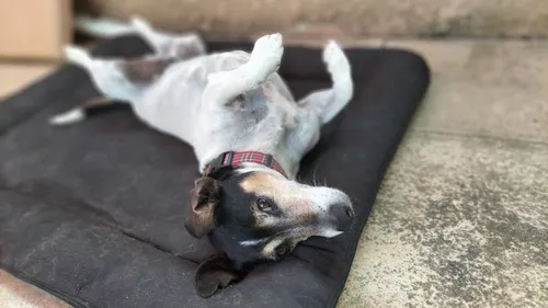 La thérapie grâce aux animaux, vous connaissez ? 